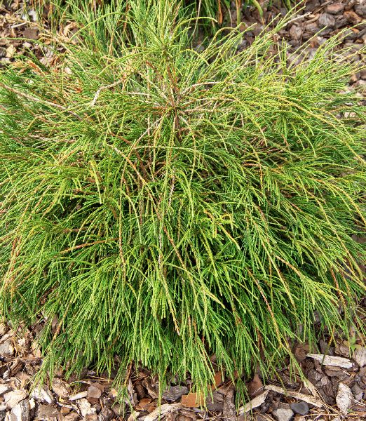 Thuja plicata 'Whipcord' 9x9cm